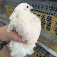 Quaglie