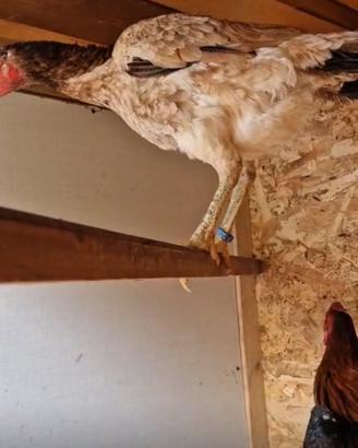 Coppia Gallo-Gallina