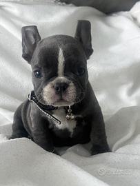 Bulldog francese