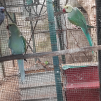 Coppie o singoli collari