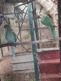 Coppie o singoli collari