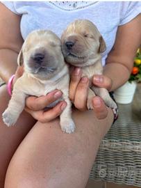 Cuccioli golden retriever con pedigree
