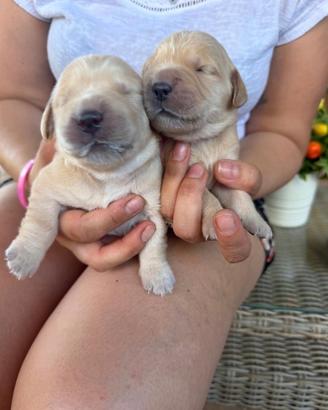 Cuccioli golden retriever con pedigree
