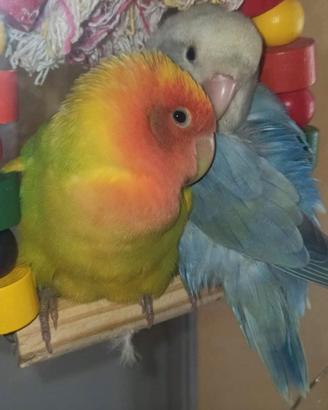 Inseparabili