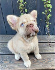 Cucciola Bulldog Francese femmina nata 15.06.2026