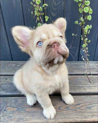 Cucciola Bulldog Francese femmina nata 15.06.2026