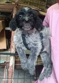 Cucciolo 2 mesi