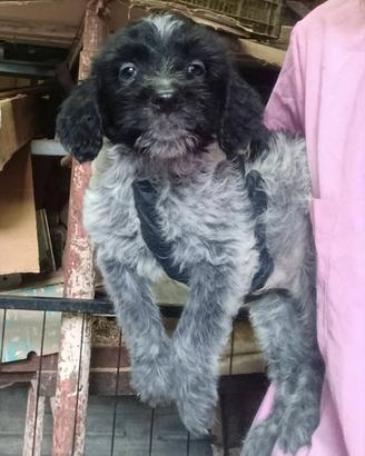 Cucciolo 2 mesi
