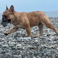 STALLONE bulldog francese