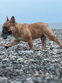 STALLONE bulldog francese merle