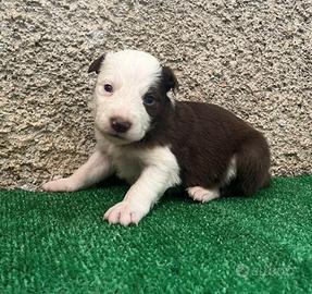 Cuccioli di Border Collie