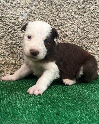 Cuccioli di Border Collie