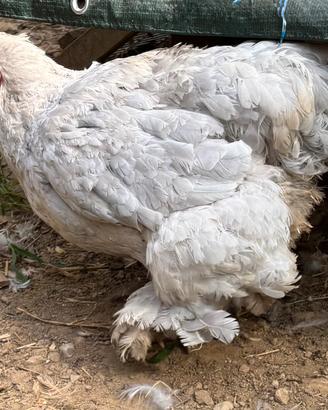 Per gli amanti degli Avicoli ornamentali