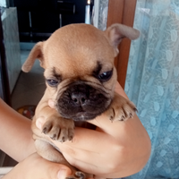 Si prenotano cuccioli di bulldog francese