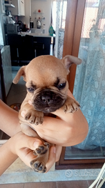 Si prenotano cuccioli di bulldog francese