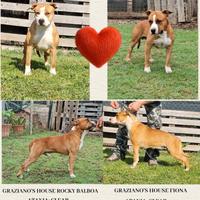 American staffordshire terrier amstaff