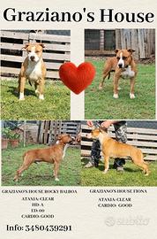 American staffordshire terrier amstaff