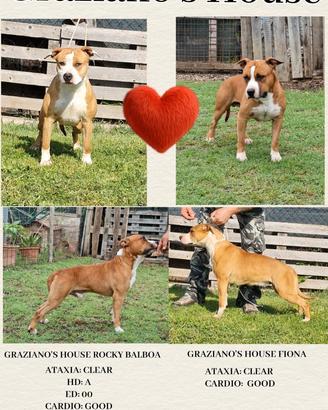 American staffordshire terrier amstaff