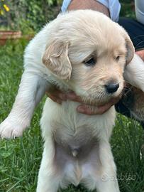 Golden retriever