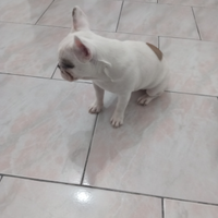 Bulldog francese