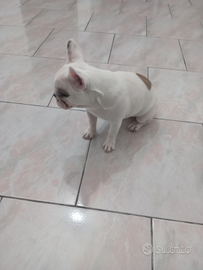 Bulldog francese