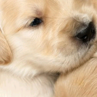 Golden Retriever Angloamericane con Pedigree