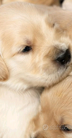 Golden Retriever Angloamericane con Pedigree