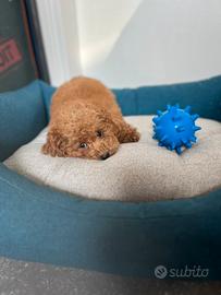Cucciolo barboncino toy mini red