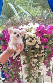 Cuccioli di chihuahua