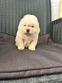 Chow chow