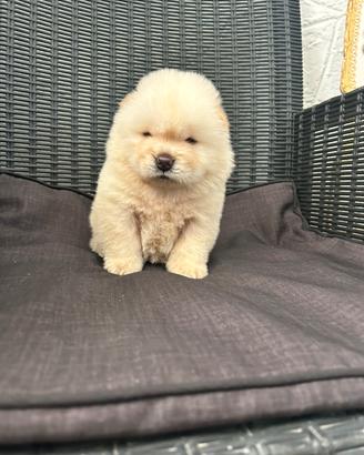 Chow chow