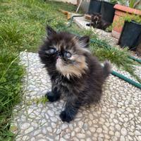 Cuccioli Gatto persiano