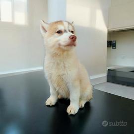 Siberian husky pedigree Enci