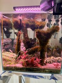 Acquario acqua dolce 28 litri completo