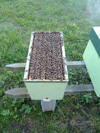 Nuclei api su 6 favi