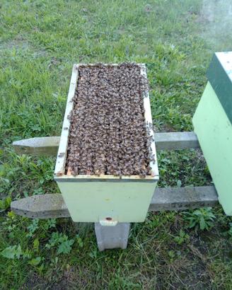 Nuclei api su 6 favi