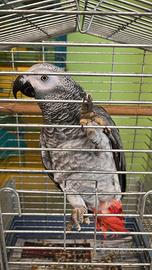 Pappagallo Cenerino