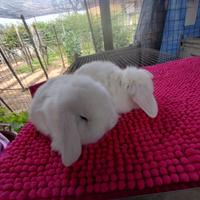 Coniglietto ariete nano