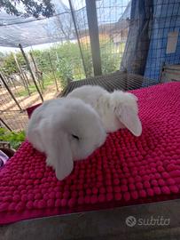 Coniglietto ariete nano