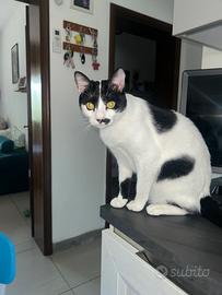 Gatto europeo