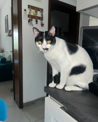Gatto europeo
