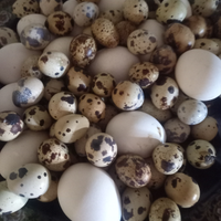 Quaglie galline