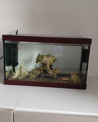 acquario 