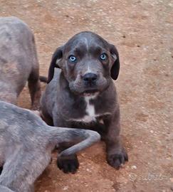 Cuccioli di Cane Corso