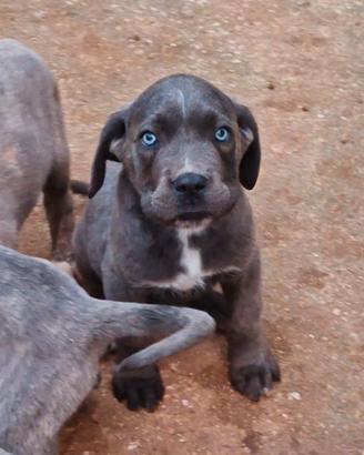 Cuccioli di Cane Corso