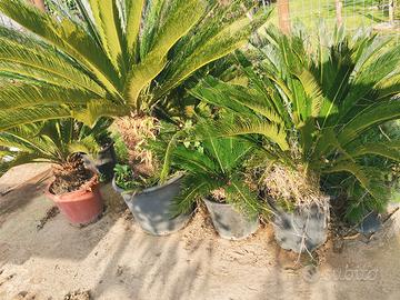 Cycas revoluta 
