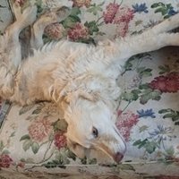 Sole. Un cane amorevole