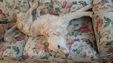 Sole. Un cane amorevole