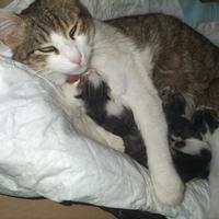 Cuccioli razza europea