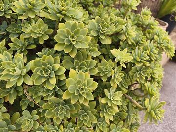 pianta grassa sedum palmeri